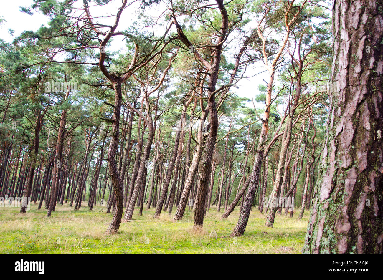 Pineta. interessanti forme di tronchi e rami. foresta naturale dello sfondo. Foto Stock