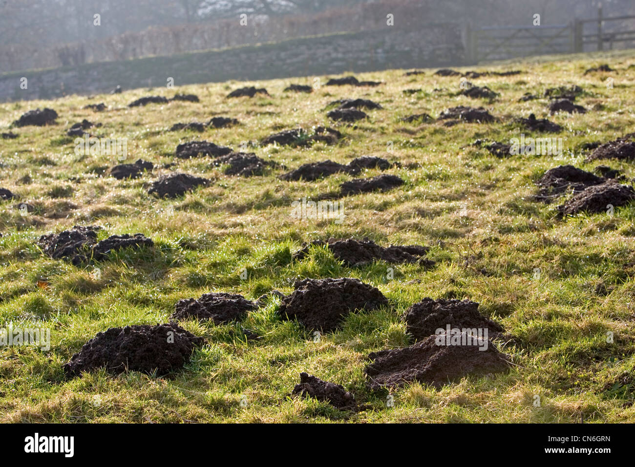 Mole hills, Gloucestershire, Regno Unito. Foto Stock