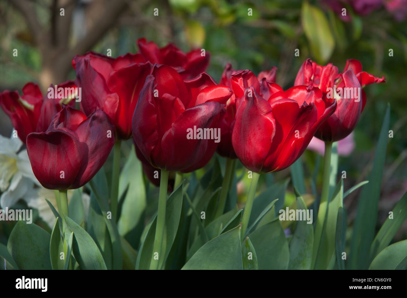 Sei tulipani rosso "Tulpa Seadov' in fiore soleggiato Foto Stock