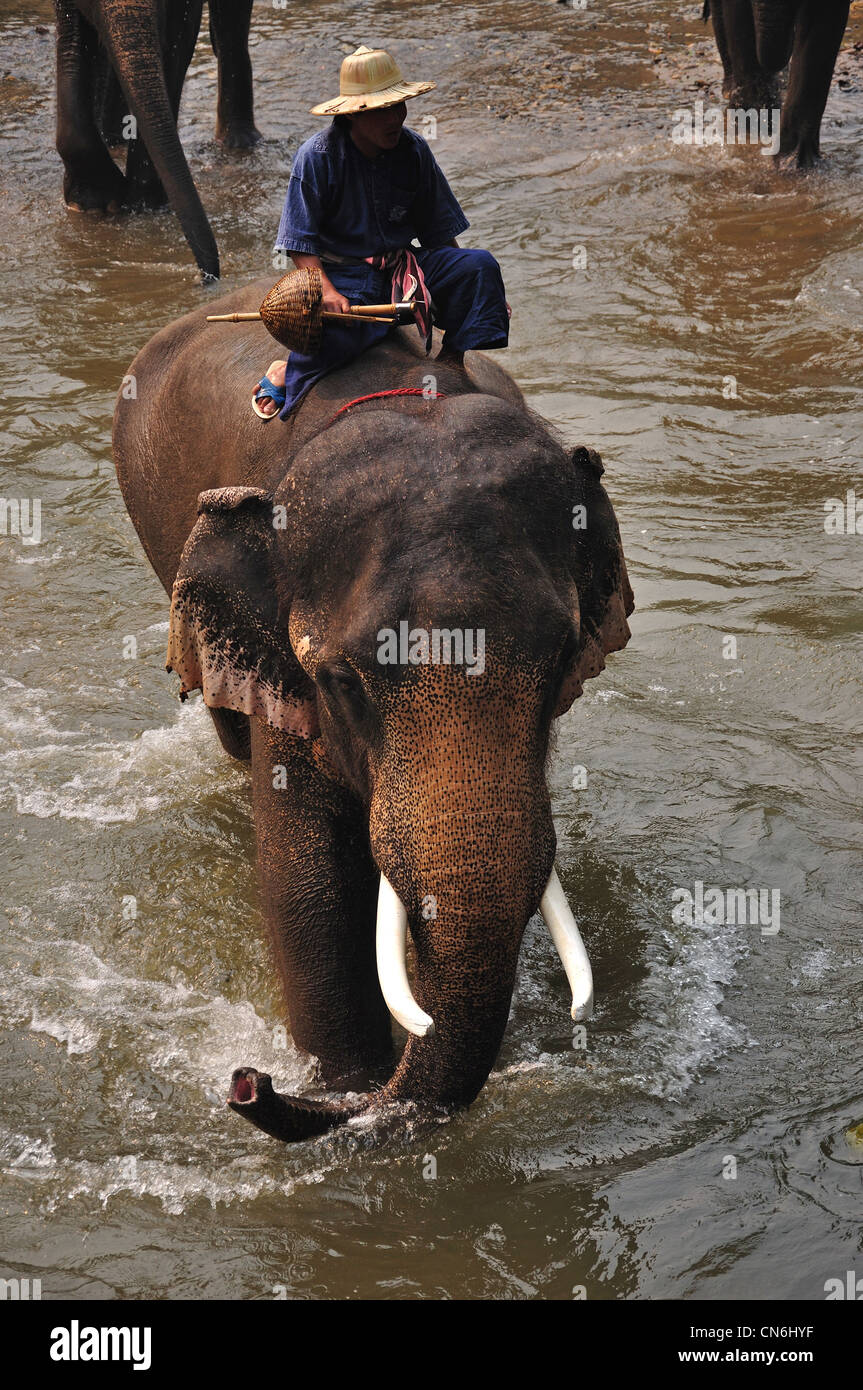 Elephant fiume trek a Maetaman Elephant Camp, vicino a Chiang Mai e Chiang Mai Provincia, Thailandia Foto Stock