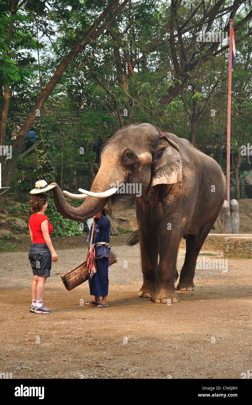 L'elefante mostra a Maetaman Elephant Camp, vicino a Chiang Mai e Chiang Mai Provincia, Thailandia Foto Stock
