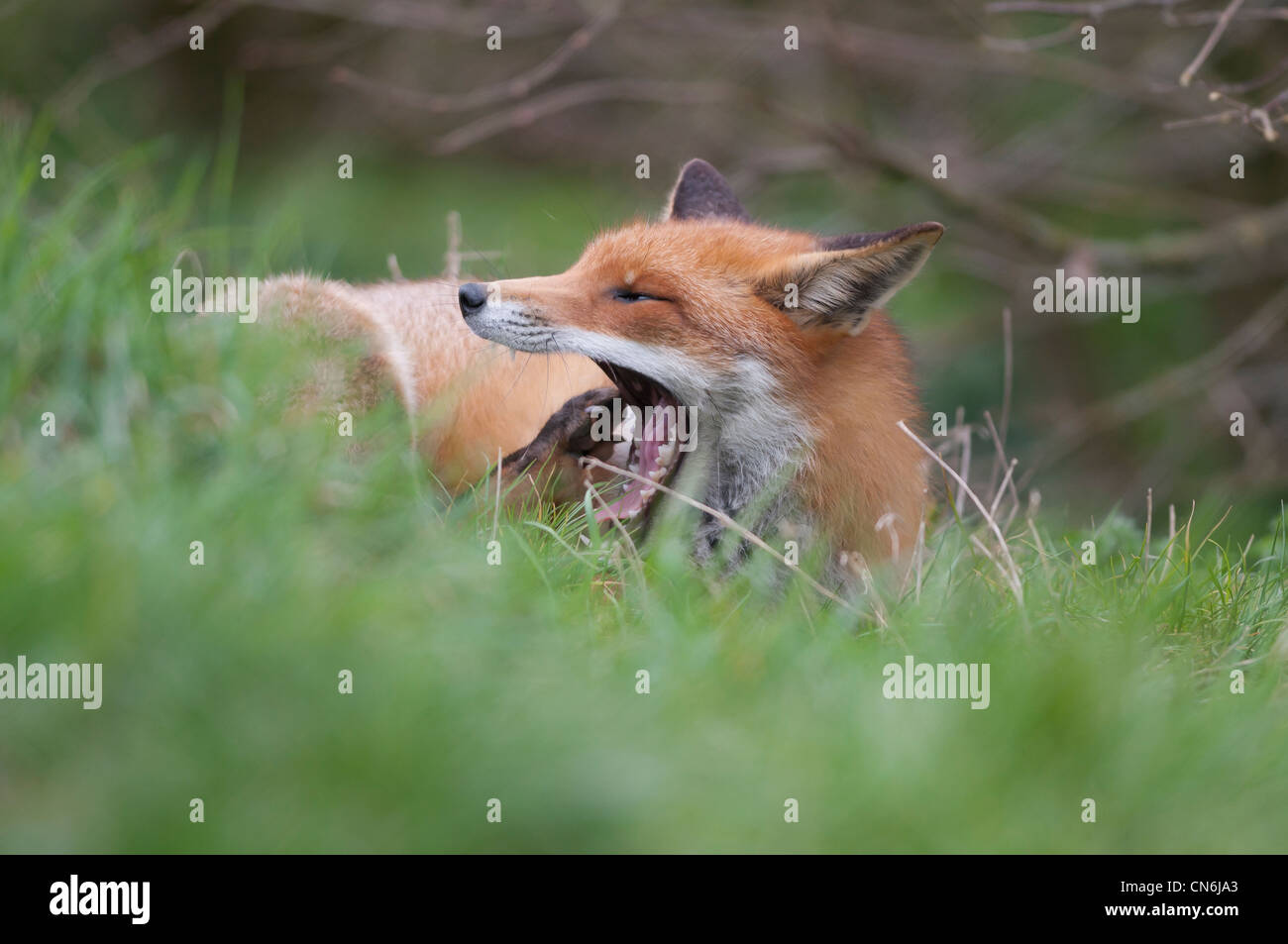 Red Fox 'Vulpes vulpes' Foto Stock