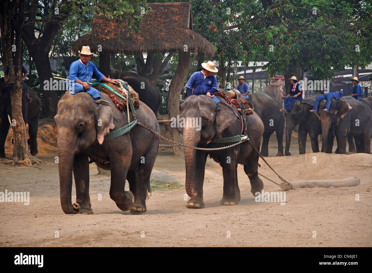 L'elefante mostra a Maetaman Elephant Camp, vicino a Chiang Mai e Chiang Mai Provincia, Thailandia Foto Stock