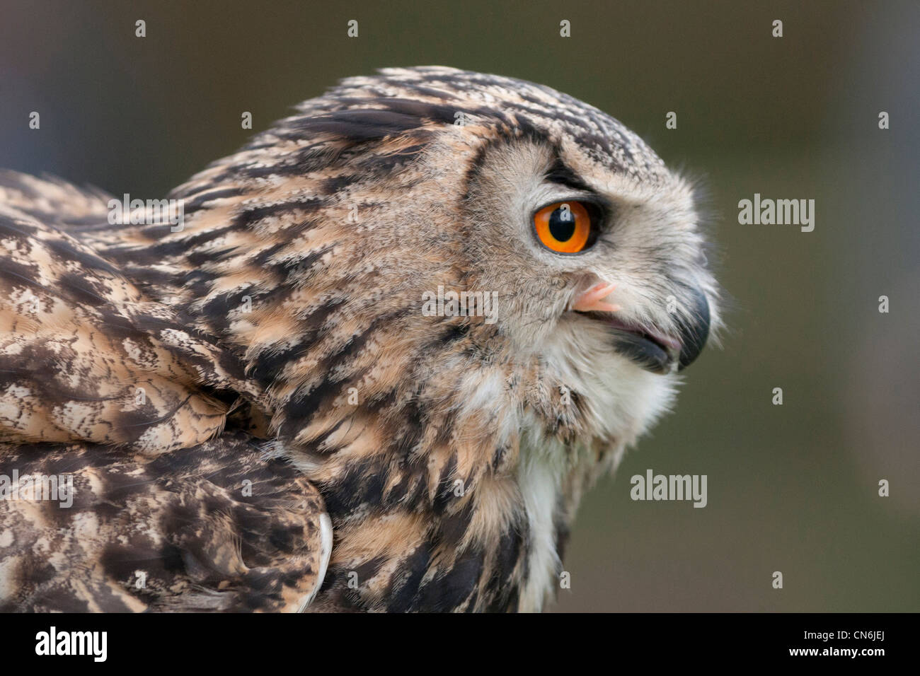 Gufo reale (Bubo bubo) Foto Stock