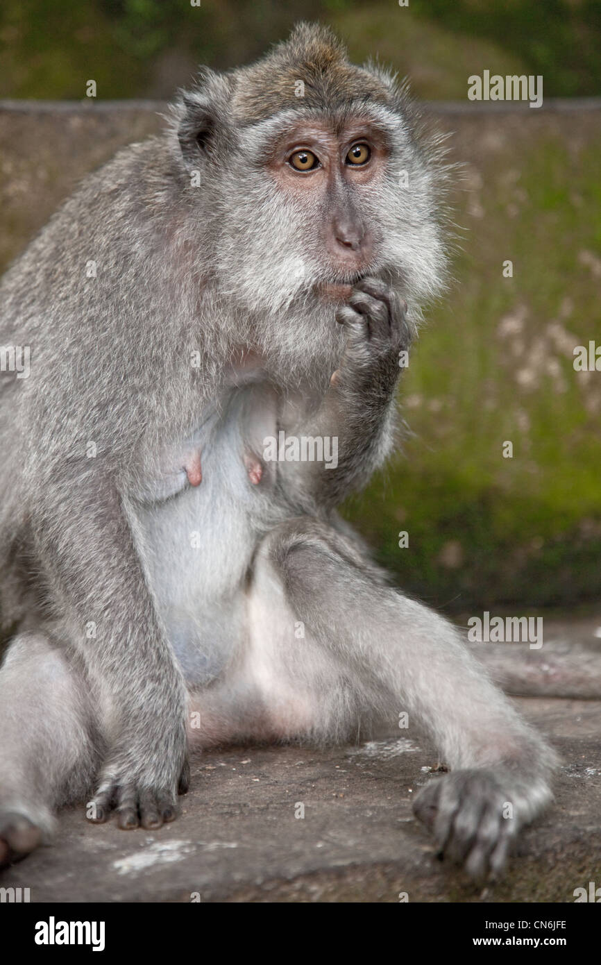 Monkey pensando a Monkey Forest. Bali Indonesia. Foto Stock