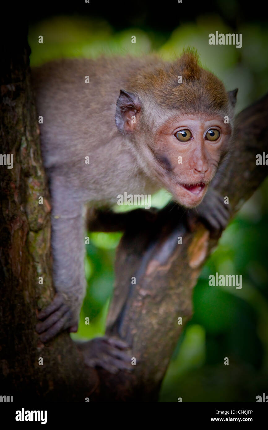 Monkey cercando sorpreso a Monkey Forest. Bali Indonesia. Foto Stock