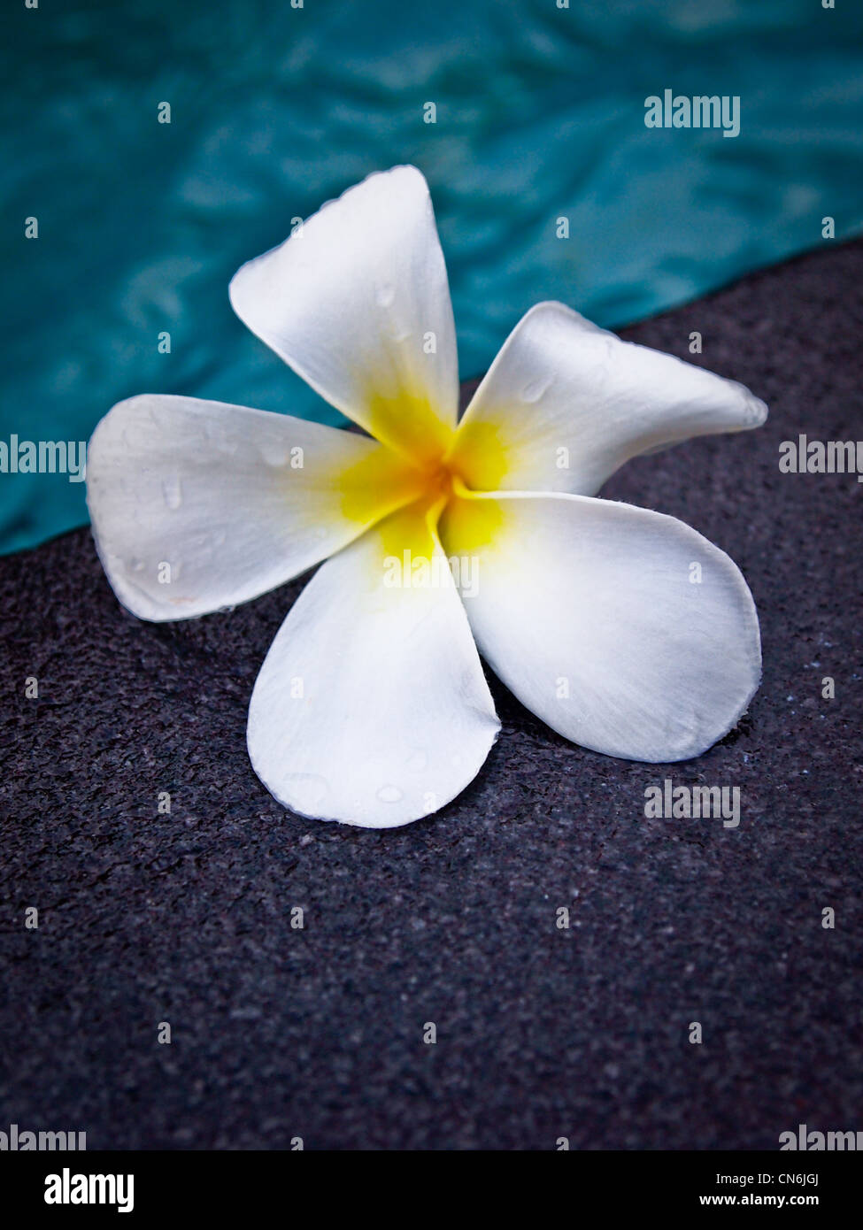 Fiore accanto alla piscina. Bali Indonesia. Foto Stock