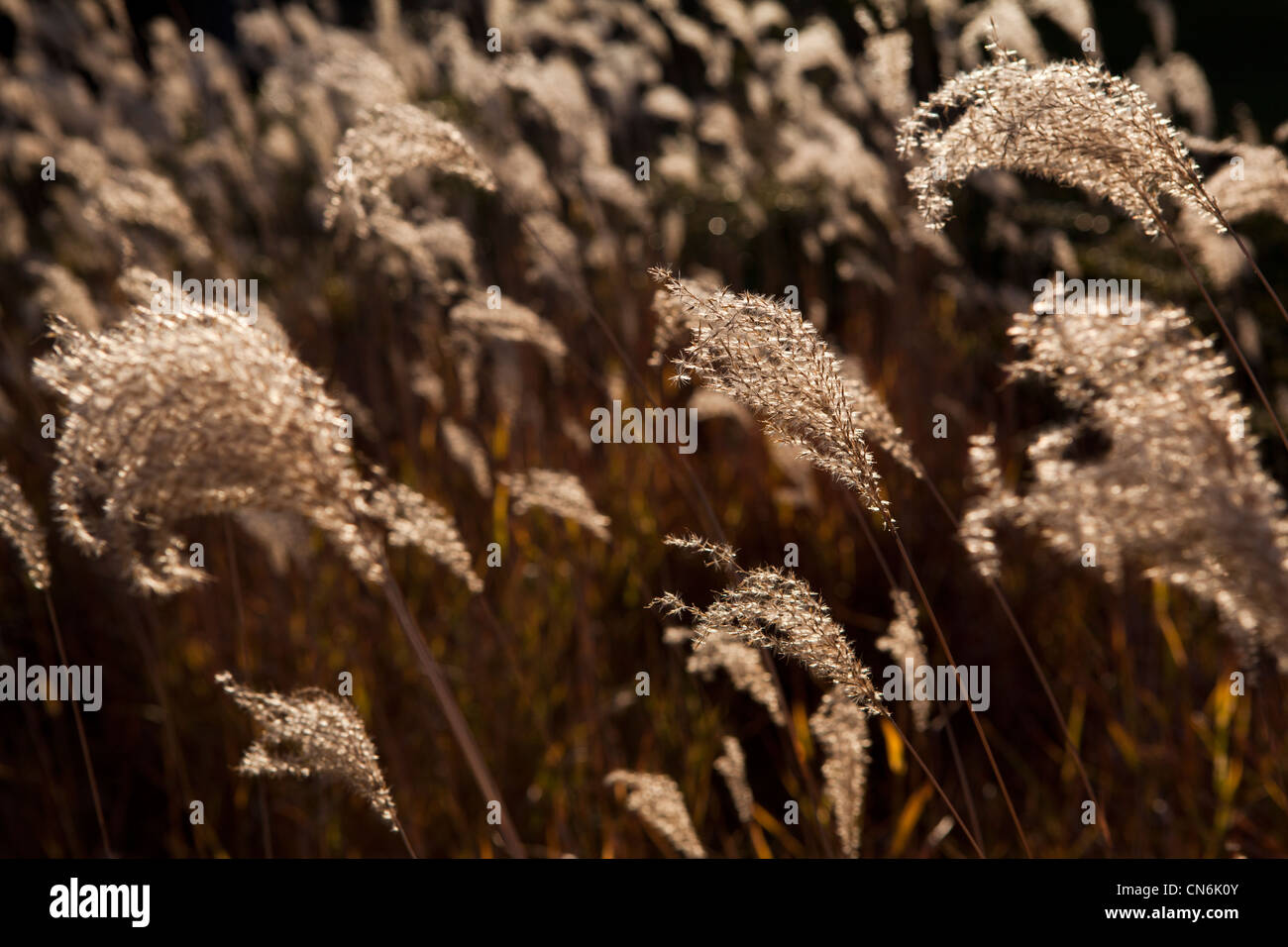 Flores silvestres, millefiori Foto Stock