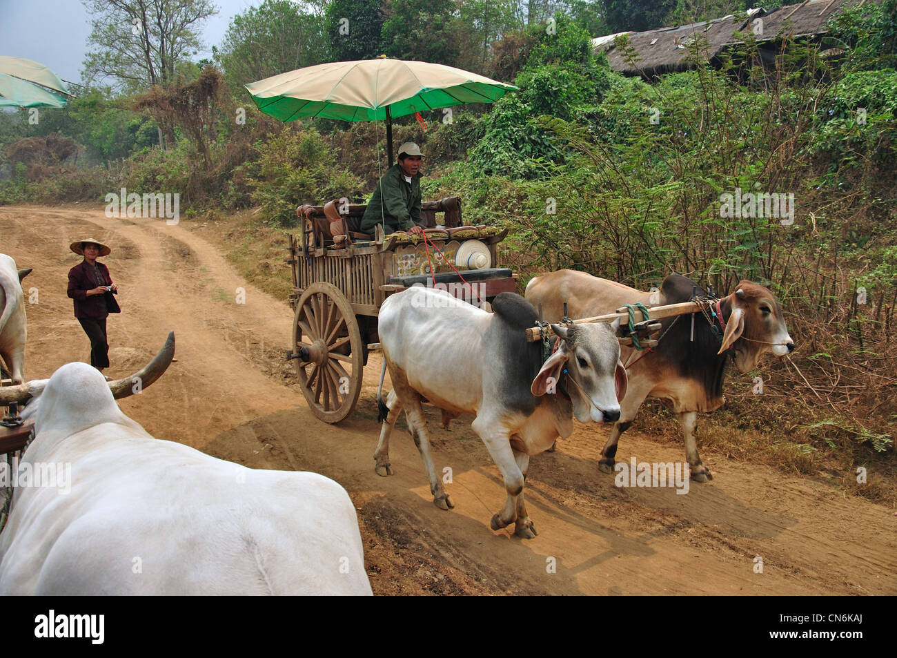 Ox-Cart ride a Maetaman Elephant Camp, vicino a Chiang Mai e Chiang Mai Provincia, Thailandia Foto Stock