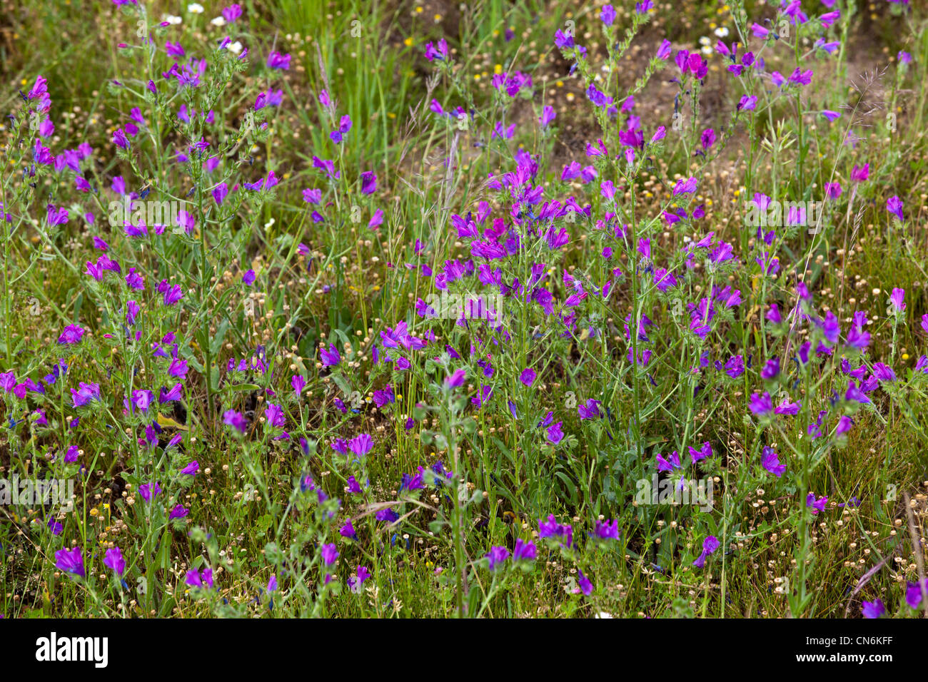 Flores silvestres, millefiori Foto Stock