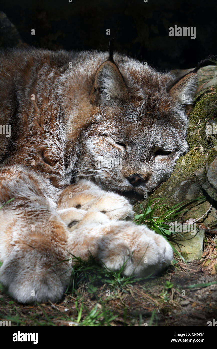 Un Lynx di Canada, Lynx canadensis, dormendo. Lehigh Valley Zoo, Schnecksville, Pennsylvania, STATI UNITI D'AMERICA Foto Stock