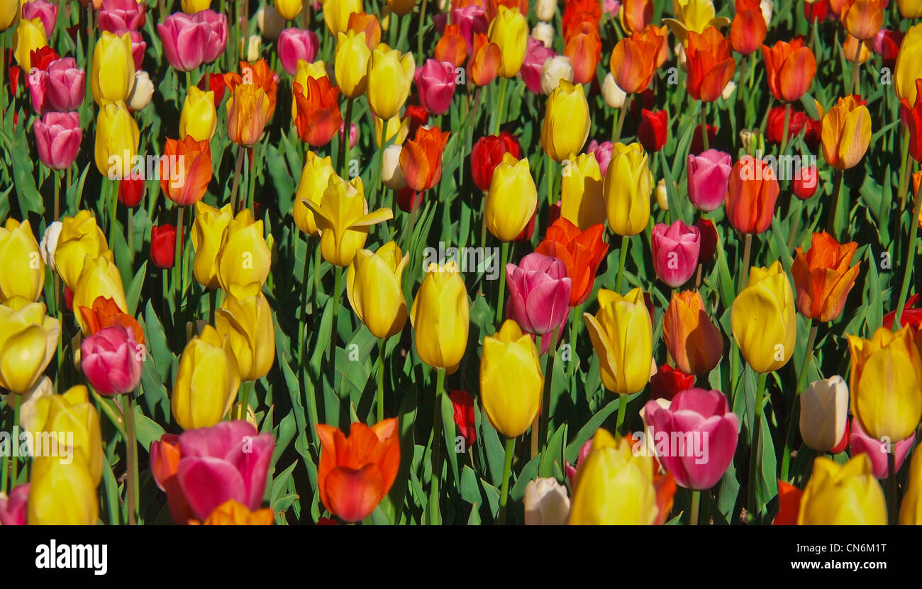 Tulipani in un letto Foto Stock