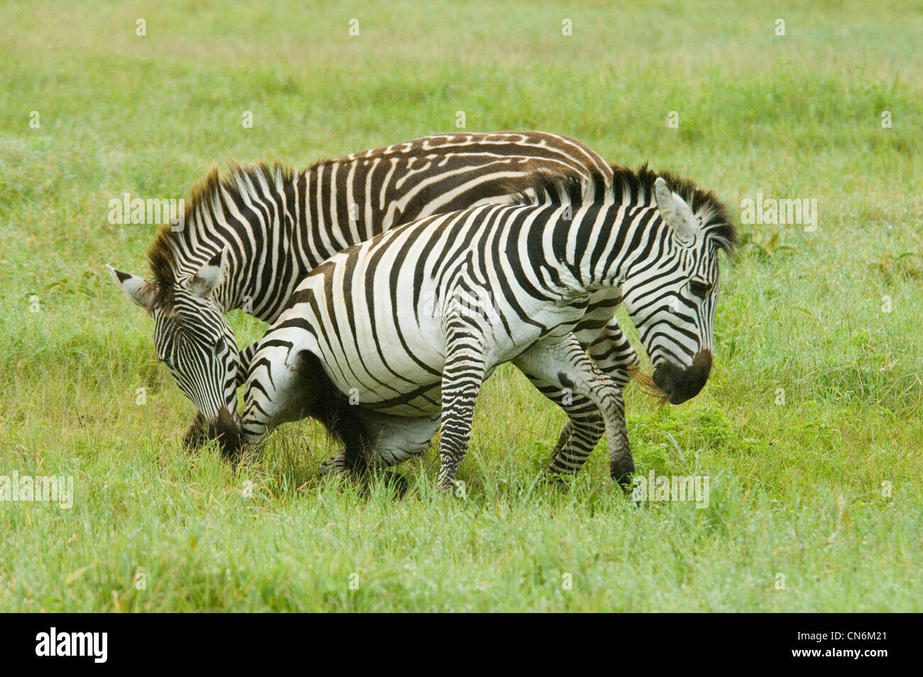 Zebra stalloni combattimenti Foto Stock