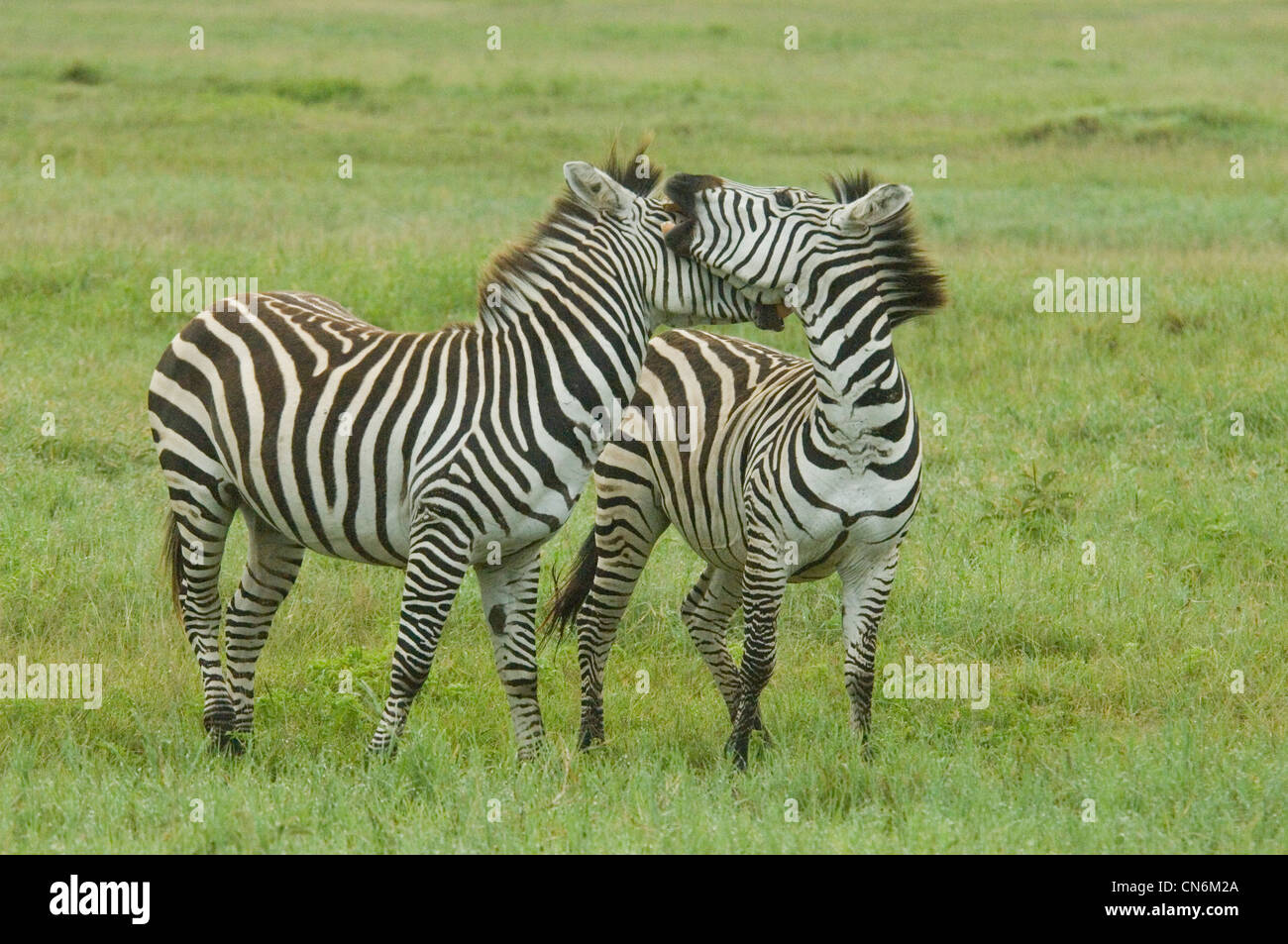 Zebra stalloni combattimenti Foto Stock