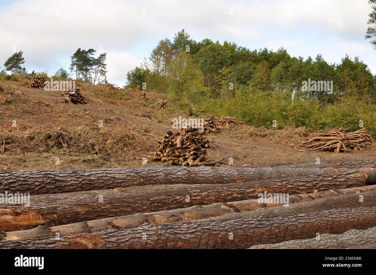 Abbattimento di alberi in foresta, tronchi di legno e pali di legno Foto Stock