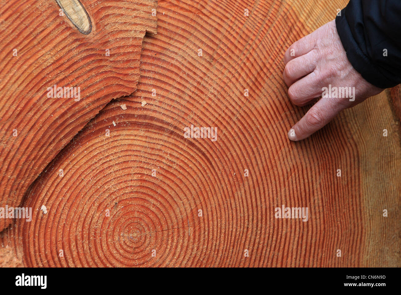 Un mans dito il conteggio degli anelli di albero su un recentemente abbattute Abete Douglas tee in Scozia Foto Stock