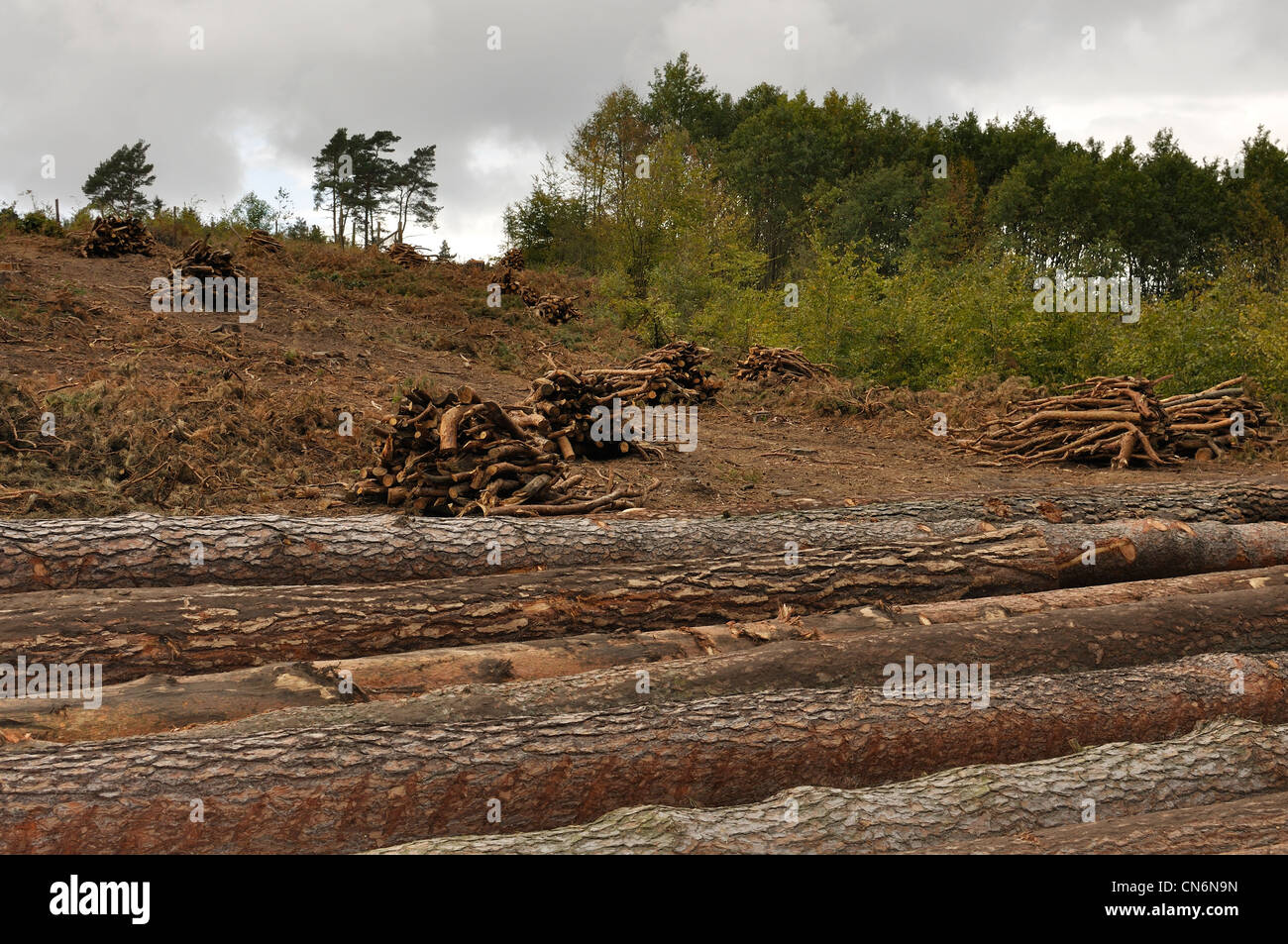 Abbattimento di alberi in foresta, tronchi di legno Foto Stock