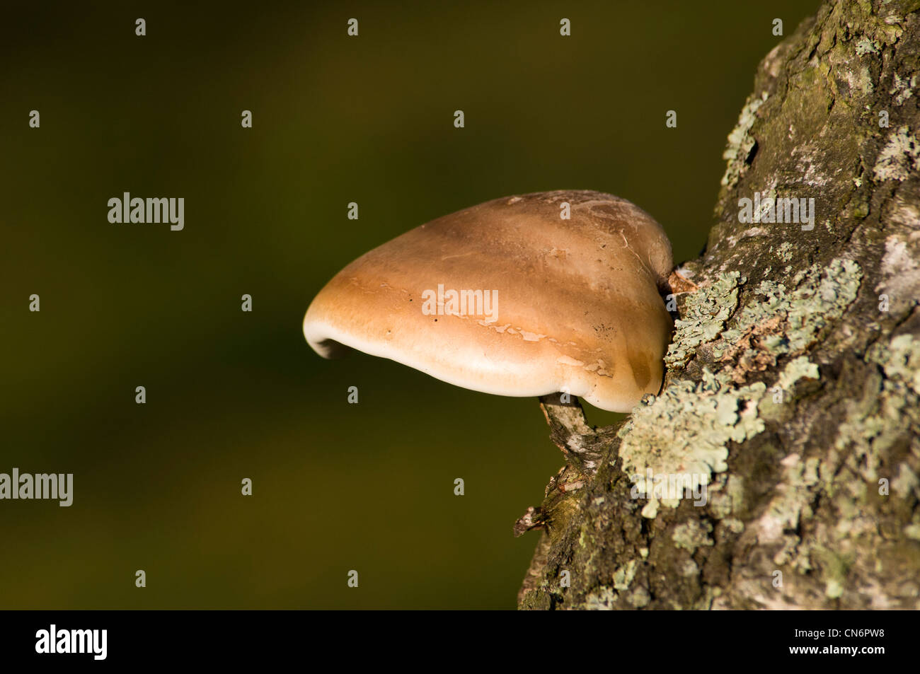 Birch Polypore (Piptoporus betulinus) aka Razorstrop fungo cresce su un lichen incrostati di betulla nella nuova foresta. Ottobre Foto Stock