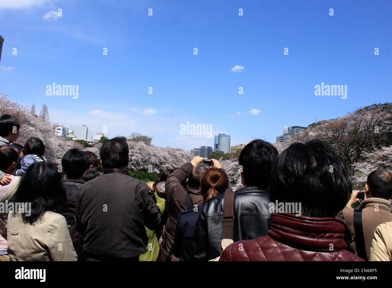 Le persone si radunano per la fioritura dei ciliegi la visualizzazione sul primo fine settimana di aprile. La piattaforma di osservazione è pieno di gente. Foto Stock