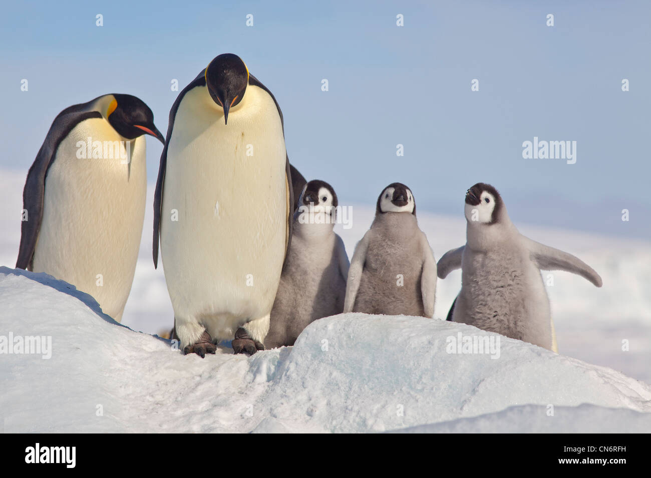Pinguini imperatore con pulcini Foto Stock