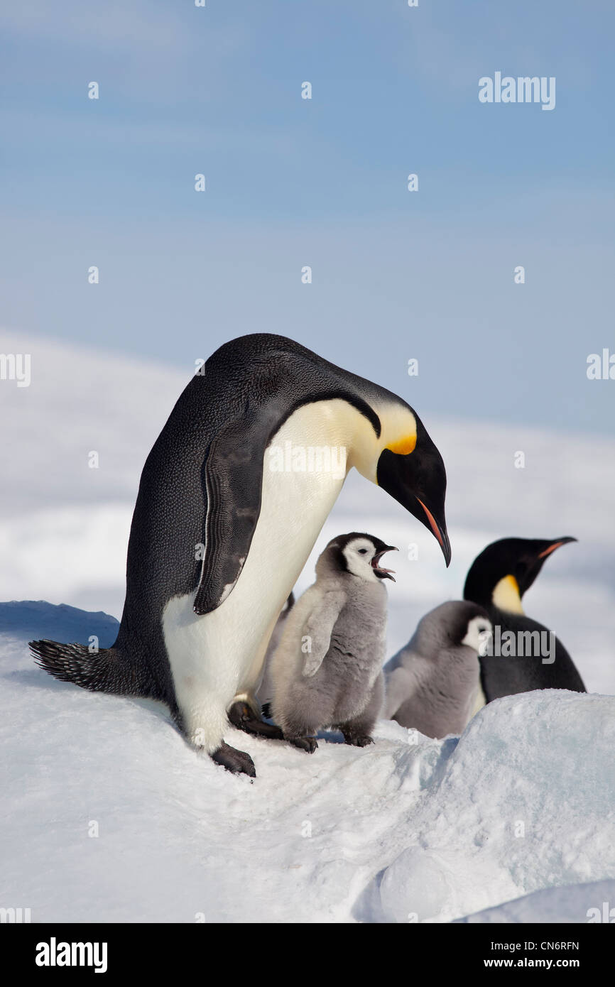 Pinguini imperatore e pulcini Foto Stock