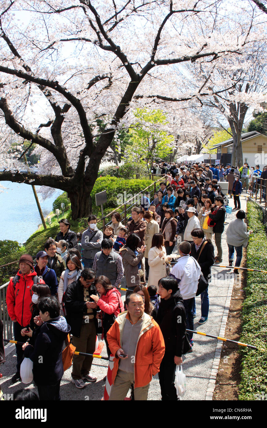 Le persone si radunano per la fioritura dei ciliegi la visualizzazione sul primo fine settimana di aprile. Ci sono lungo la linea per andare in barca su un laghetto. Foto Stock