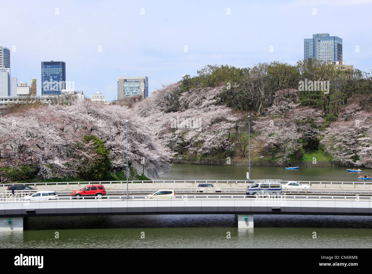 Le persone si radunano per la fioritura dei ciliegi visualizzazione, il tradizionale giapponese la molla grande evento durante il primo fine settimana di aprile. Foto Stock