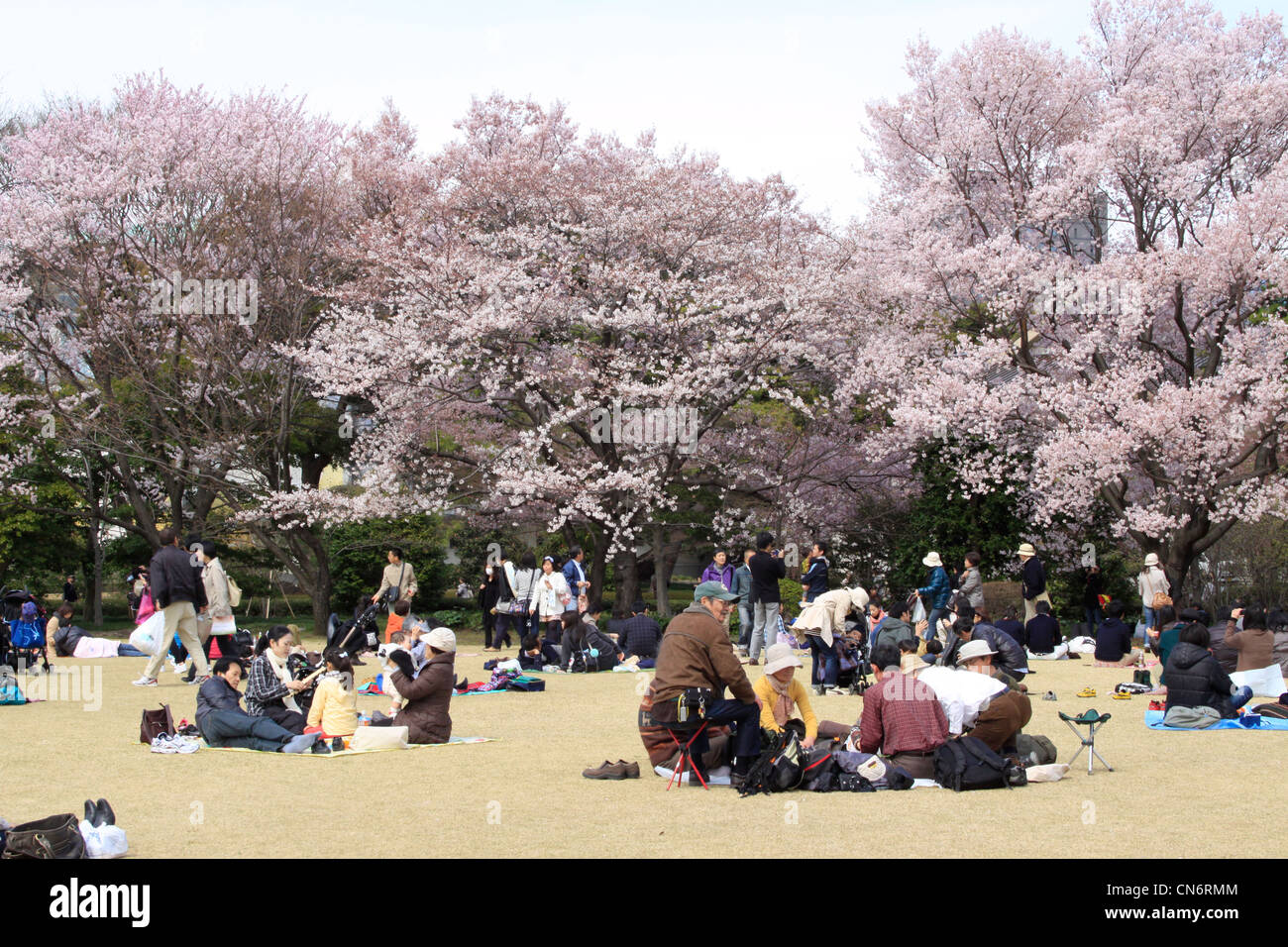 Le persone si radunano per la fioritura dei ciliegi visualizzazione, il tradizionale giapponese la molla grande evento durante il primo fine settimana di aprile. Foto Stock