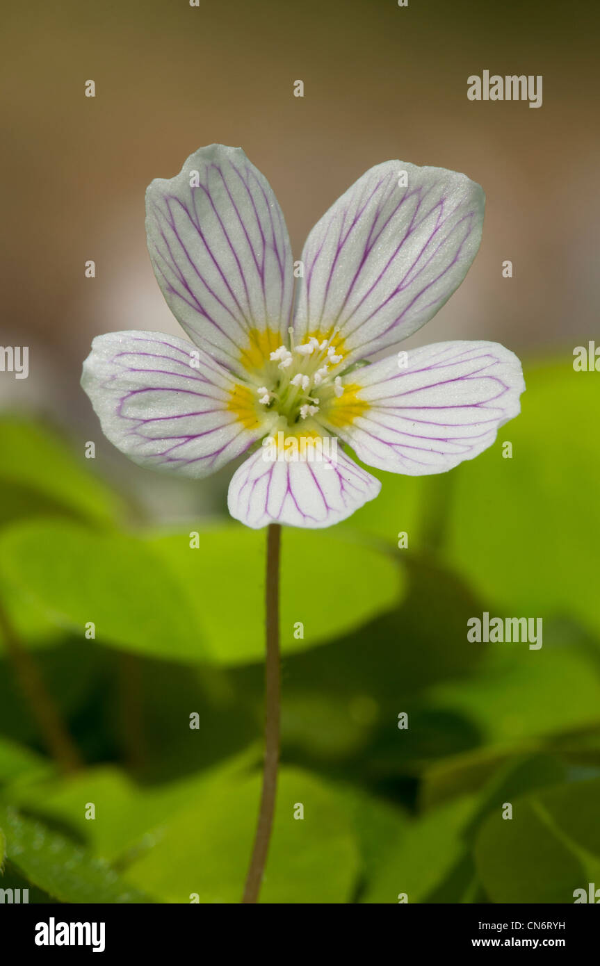 Un unico fiore di legno sorrel (Oxalis acetosella) cresce in legno Oxleas, nel London Borough of Greenwich. Aprile. Foto Stock