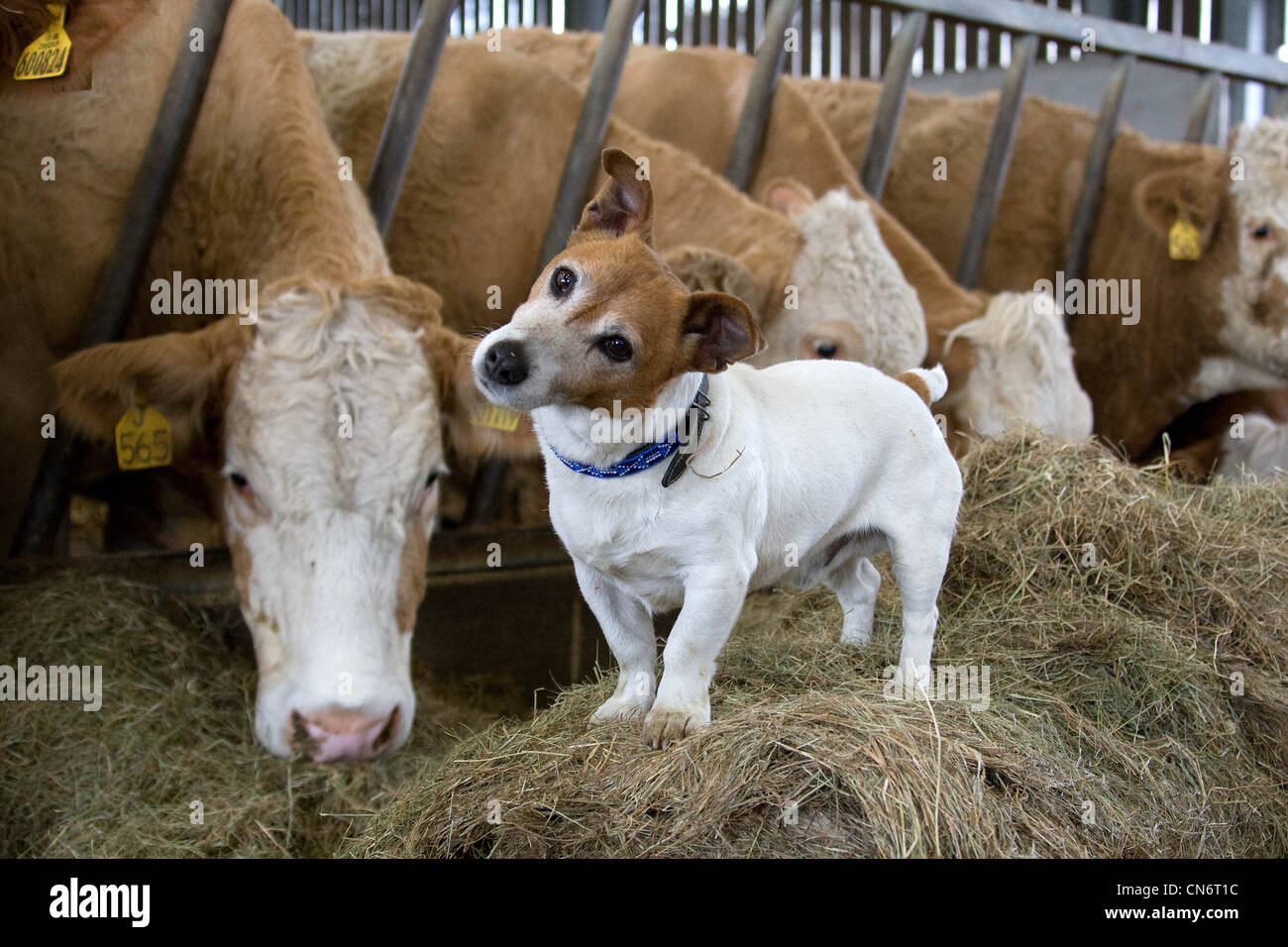 Terrier Cane su una fattoria Foto Stock