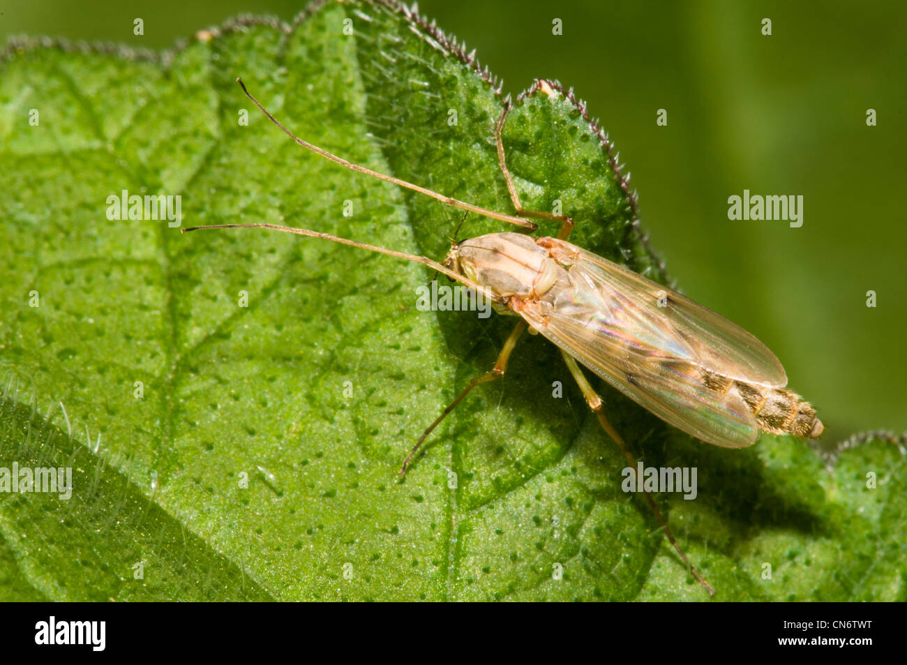 Una femmina non mordere midge appoggiata su una foglia a Stodmarsh NNR Canterbury. Maggio. Foto Stock