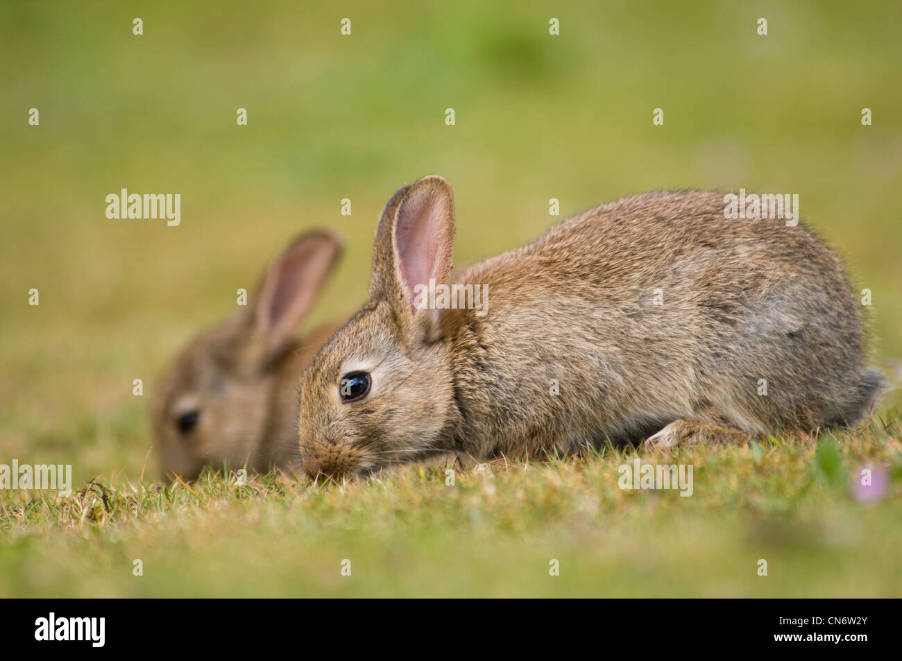 Conigli (oryctolagus cuniculus) pascolo a RSPB Minsmere, Suffolk. Maggio. Foto Stock