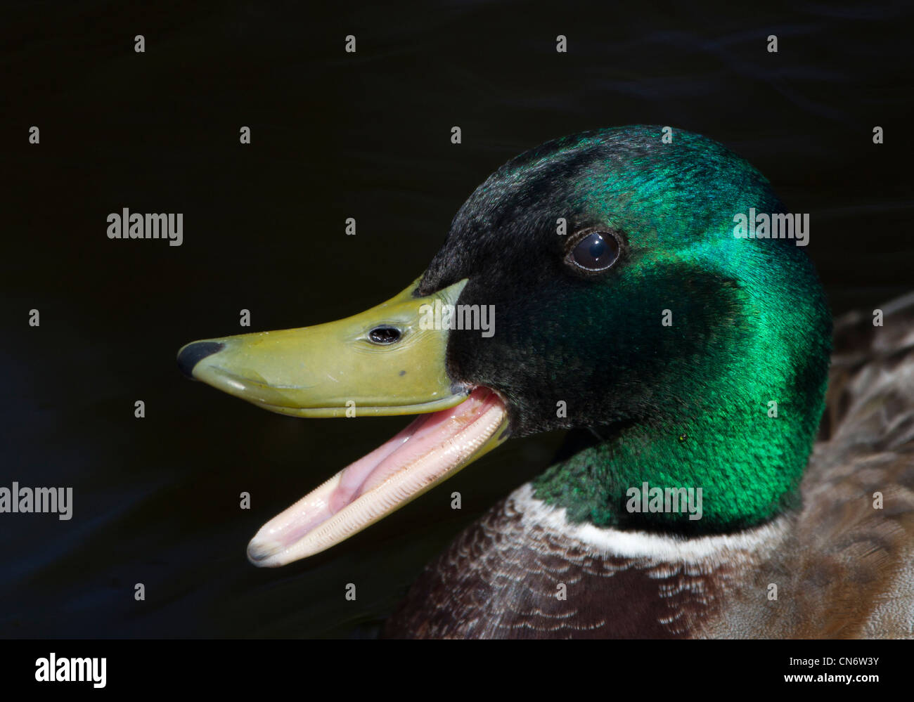 Ritratto della testa di Mallard Drake Foto Stock