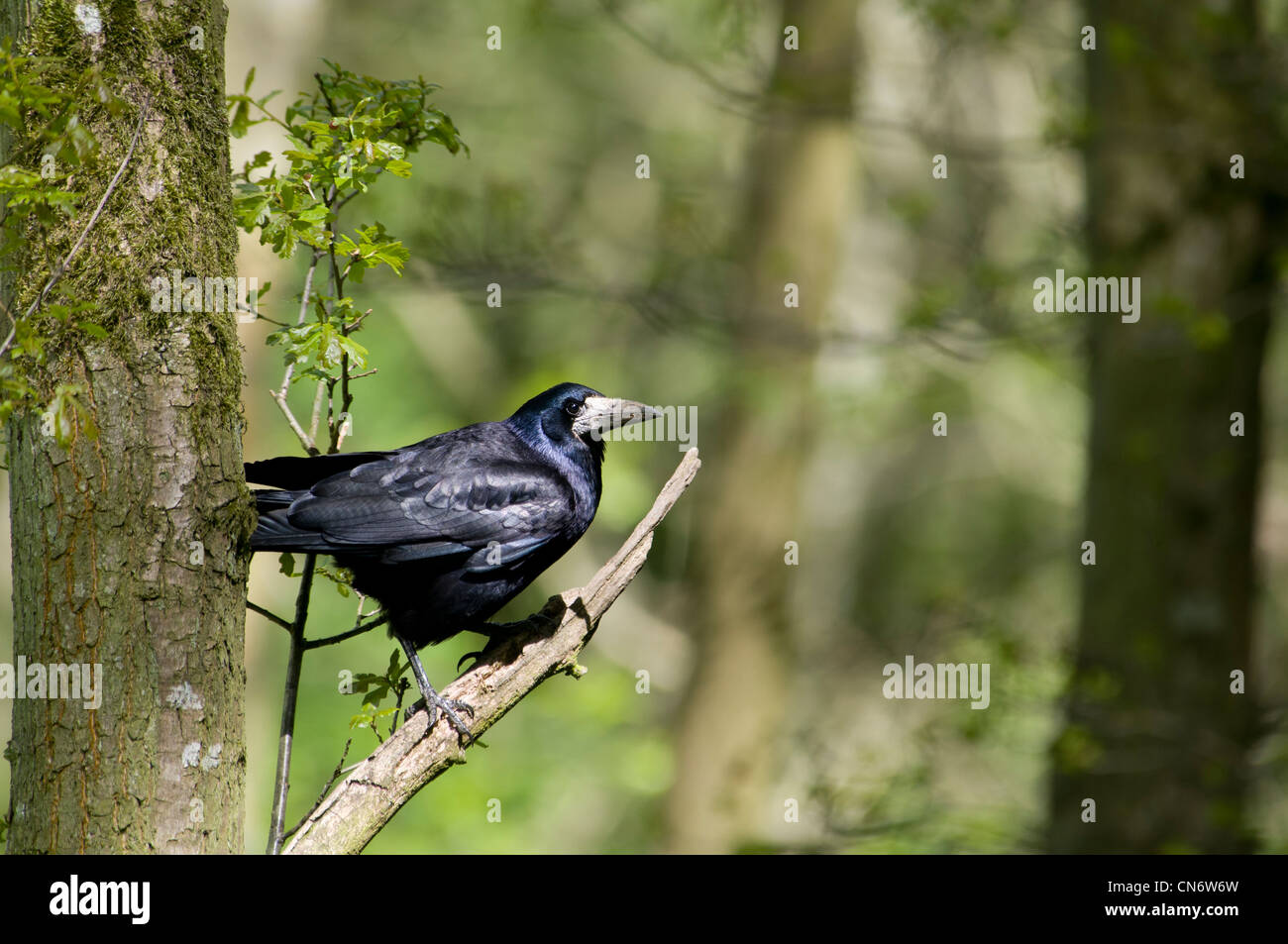 Un rook (Corvus frugilegus) appollaiato in un albero nel bosco a Morpeth, Northumberland. Maggio. Foto Stock