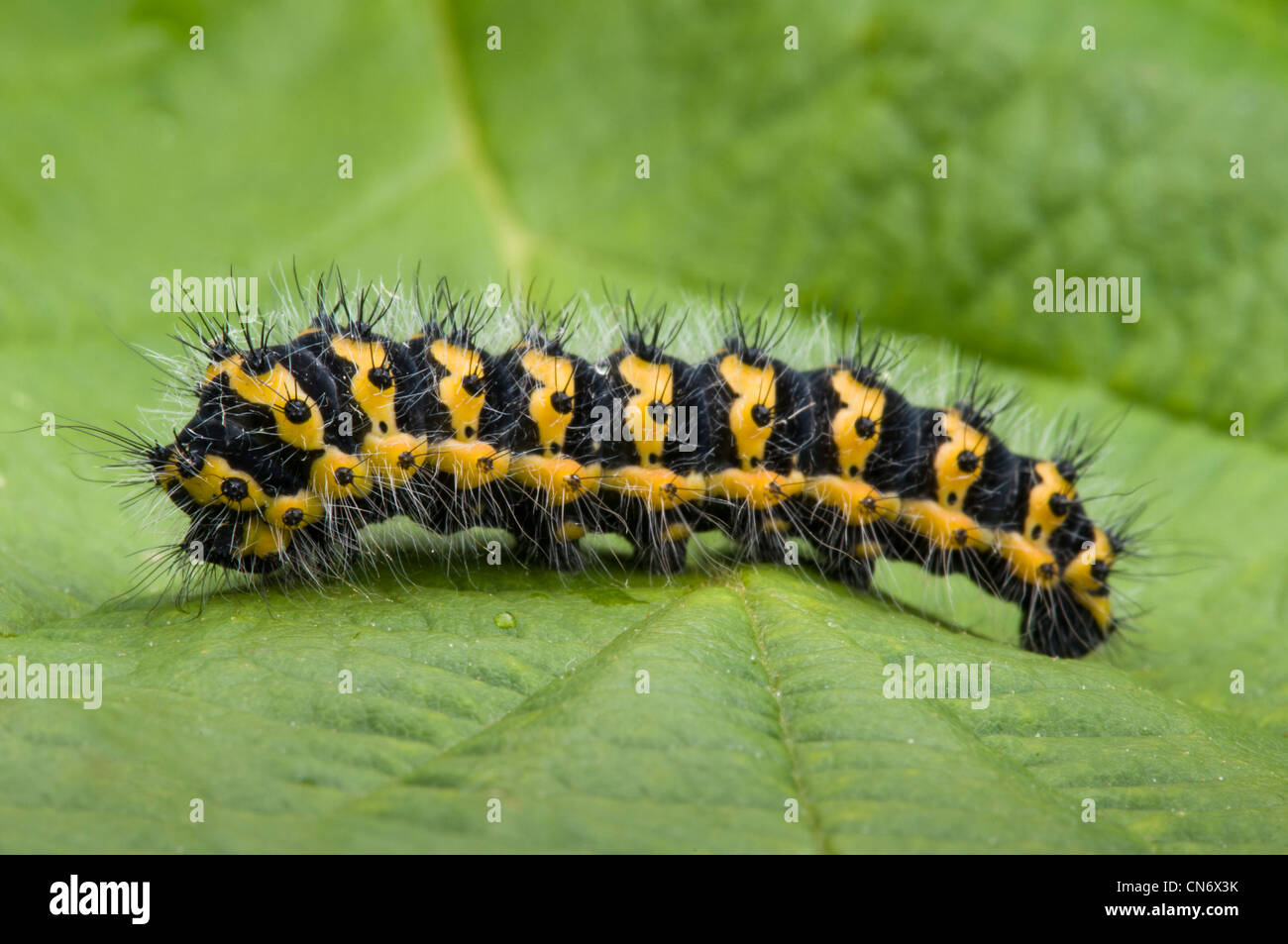 Un imperatore moth caterpillar su una foglia a Crossness Riserva Naturale, Bexley. Luglio. Foto Stock