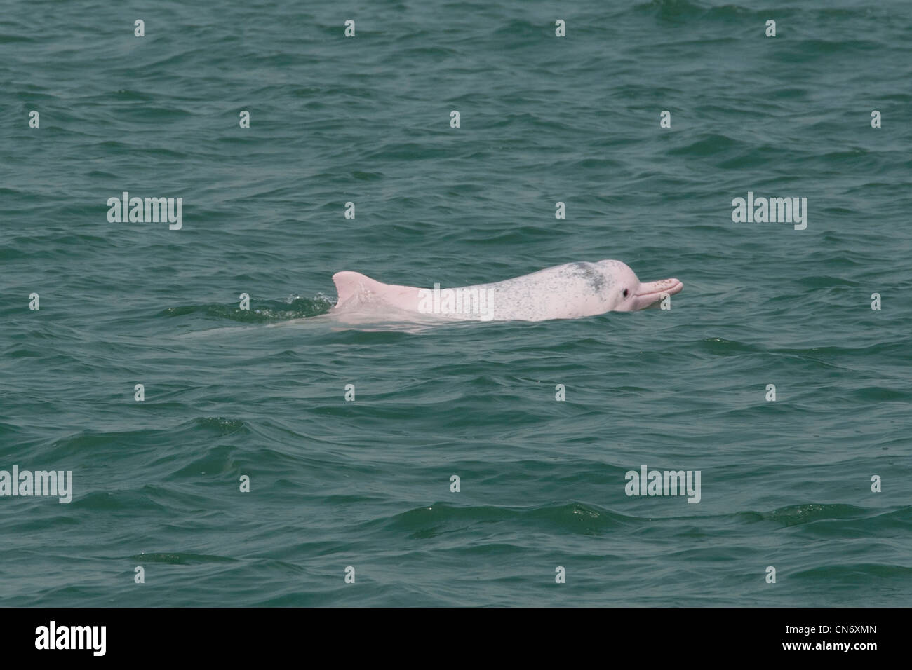 Indo-pacifico Humpback Dolphin (Sousa chinensis), di riporto. Hong Kong, il Pearl River Delta. Foto Stock