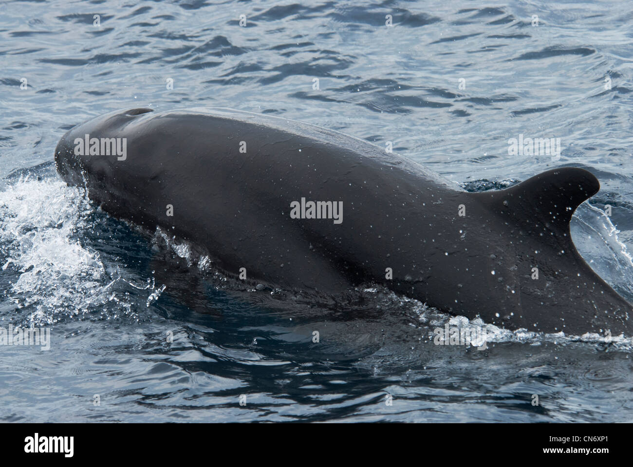 Falso Killer Whale, Pseudorca crassidens, superfici accanto al whale watch barca, Maldive, Oceano Indiano. Foto Stock