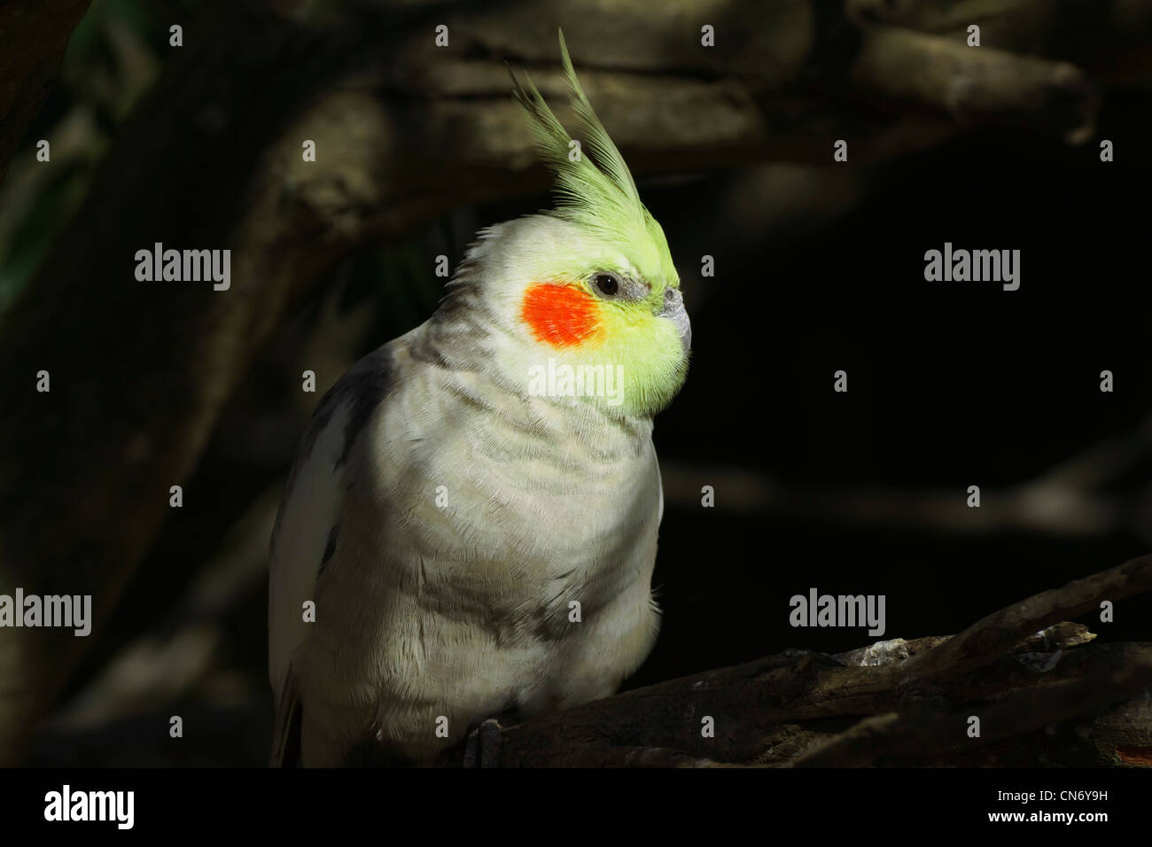 Cockatiel maschio con stemma giallo e rosso guancia di patch Foto Stock