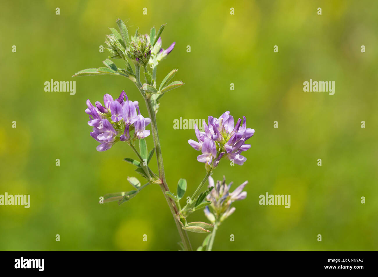 Erba medica (Medicago sativa) cresce a Crossness Riserva Naturale, Bexley, Kent. Giugno. Foto Stock