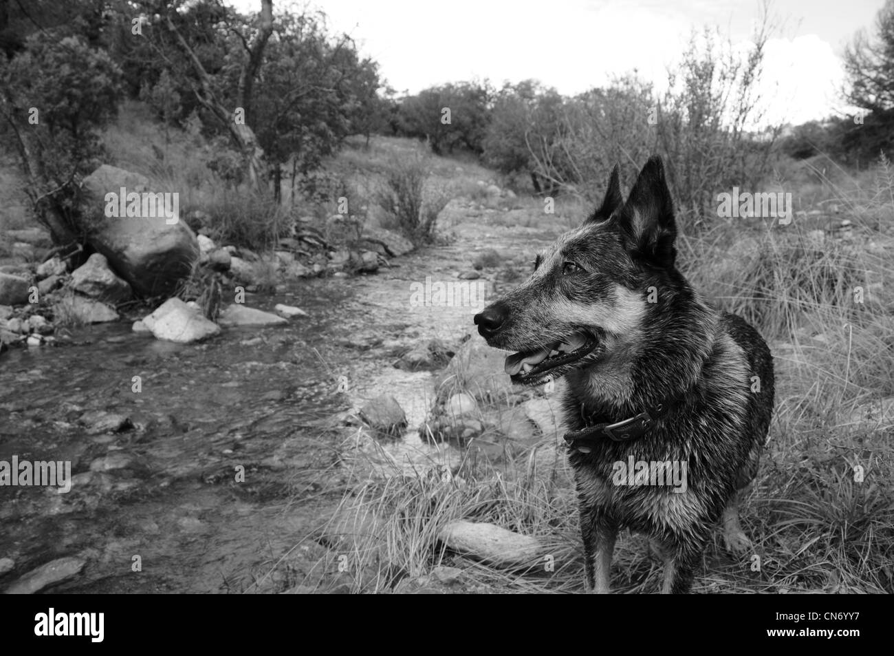 Una femmina di Miniature pinscher o Queensland Heeler blu, la Foresta Nazionale di Coronado, Deserto Sonoran, Sonoita, Arizona, Stati Uniti. Foto Stock