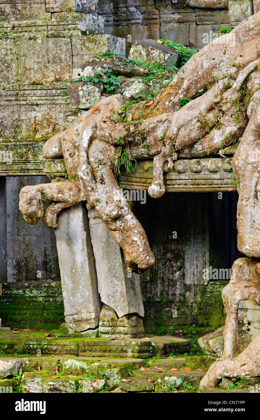 Radici di albero a Preah Khan Temple, Ankor Wat, Cambogia Foto Stock