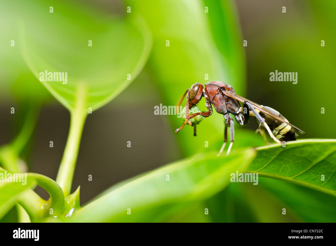 Wasp nel verde della natura o in giardino. Si tratta di situazioni di pericolo. Foto Stock
