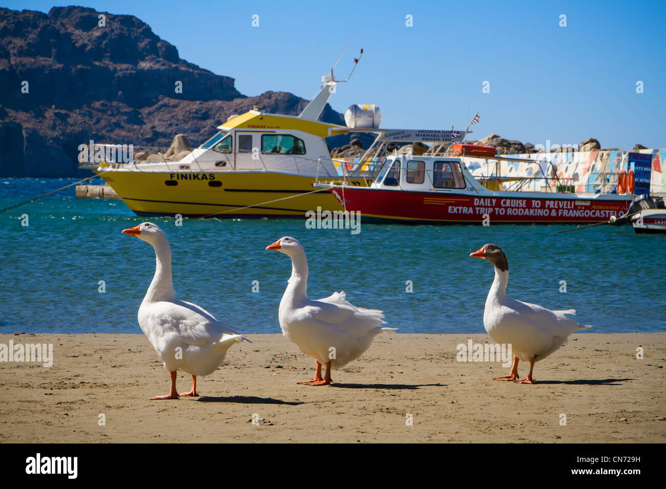 Tre oche in attesa per una crociera quotidiana. Mediterraneo, Plakias, Creta, Grecia. Foto Stock