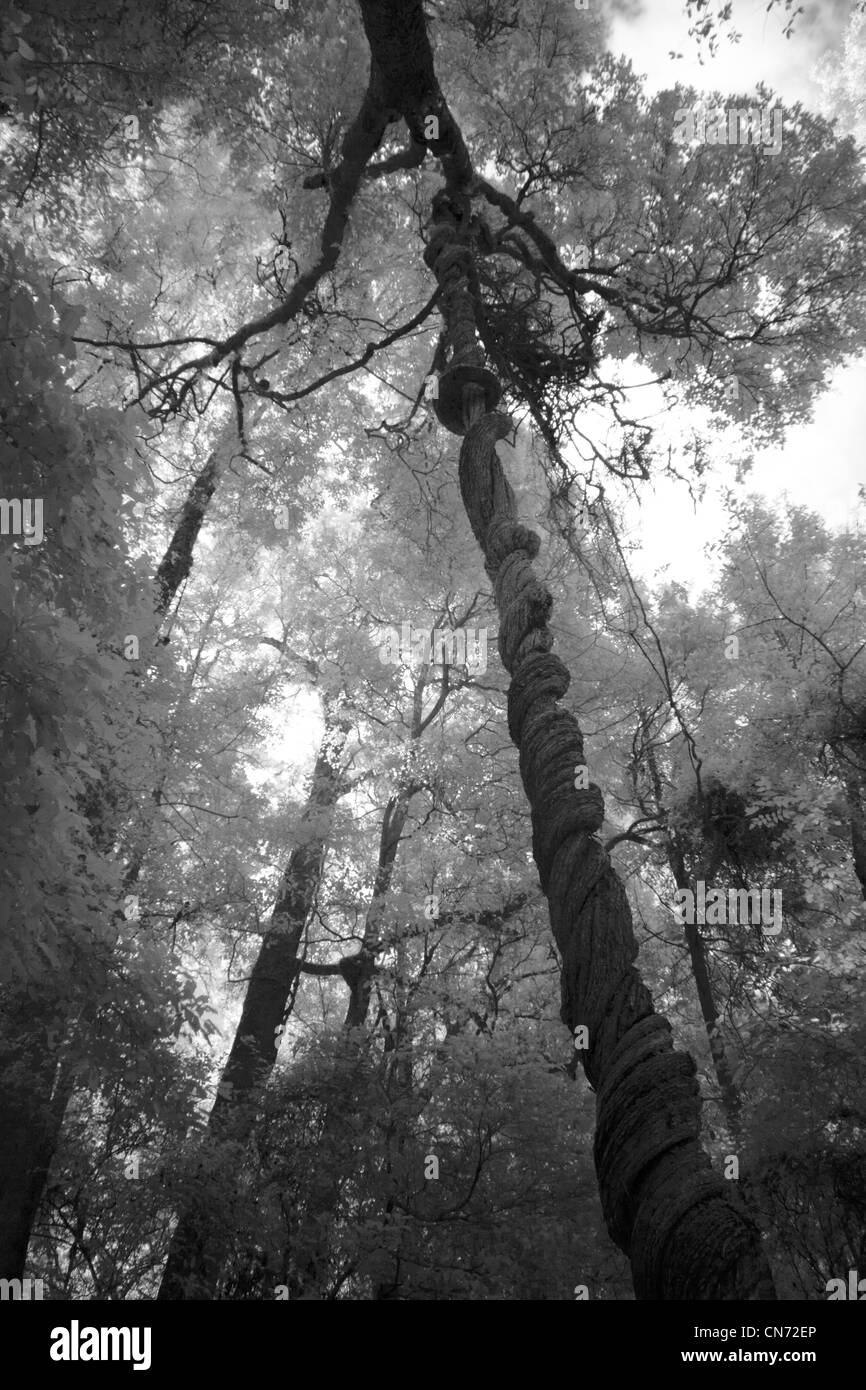 Fa roteare vine nella foresta pluviale, a sud-est delle foreste del parco nazionale, NSW Australia - immagine a infrarossi Foto Stock