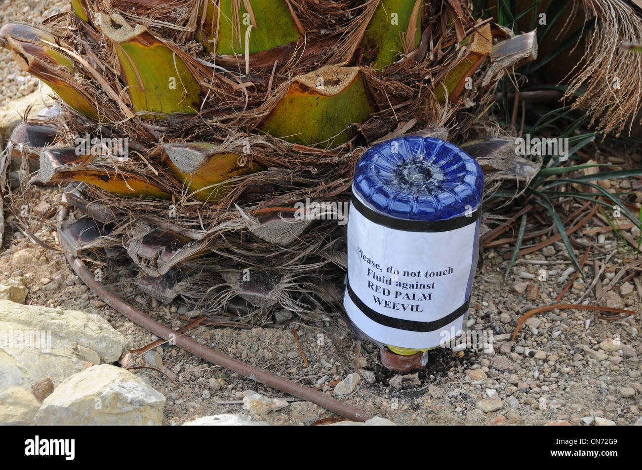 Rosso Curculione Palm (Rhynchophorus ferrugineus) proteggere alberi contro gli attacchi. Mallorca. Foto Stock