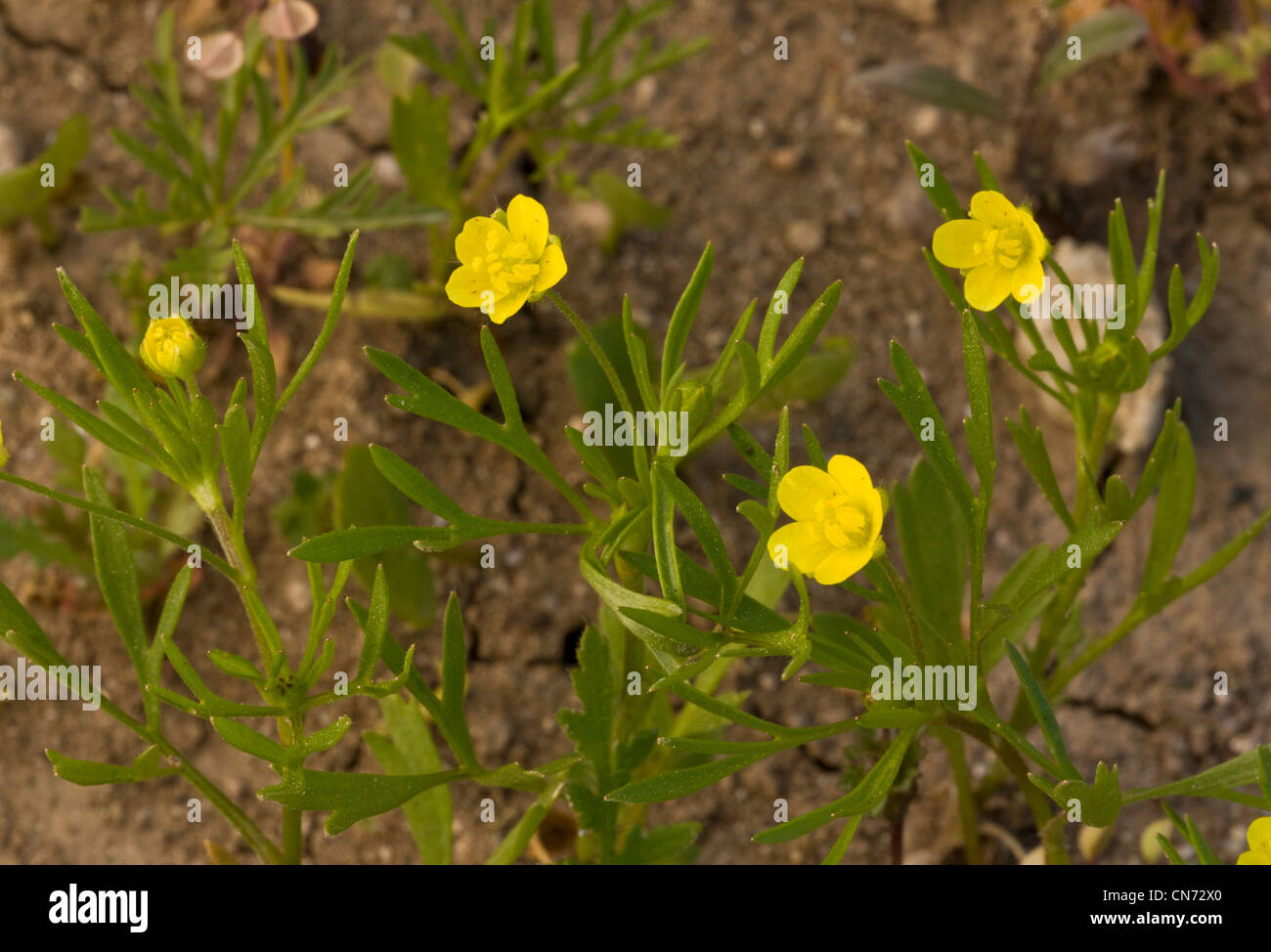 Ranuncolo mais, Ranunculus arvense nel settore dei seminativi. Raro e diminuendo i seminativi infestante. Foto Stock