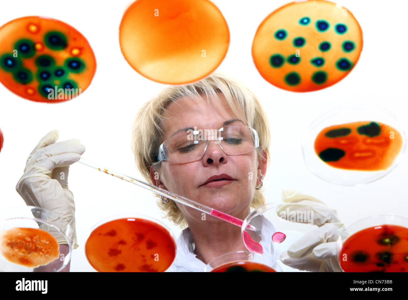 Tecnico di laboratorio in laboratorio con le colture di batteri in capsule di Petri. Visto attraverso un tavolo di vetro. Foto Stock