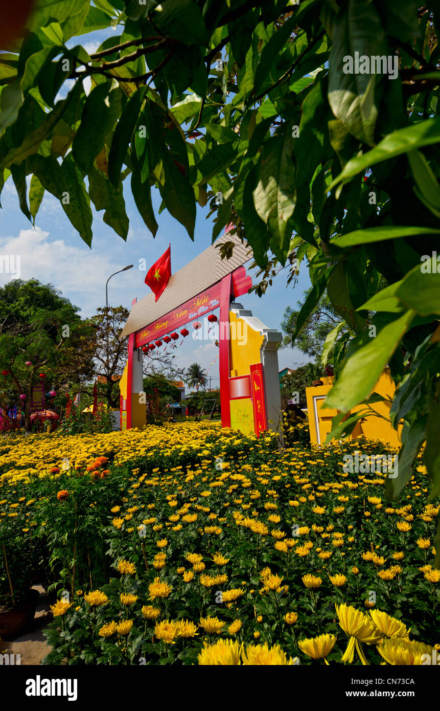 Giallo crisantemi per la vendita sul lato strada durante il Tet, Hoi An, Vietnam Foto Stock