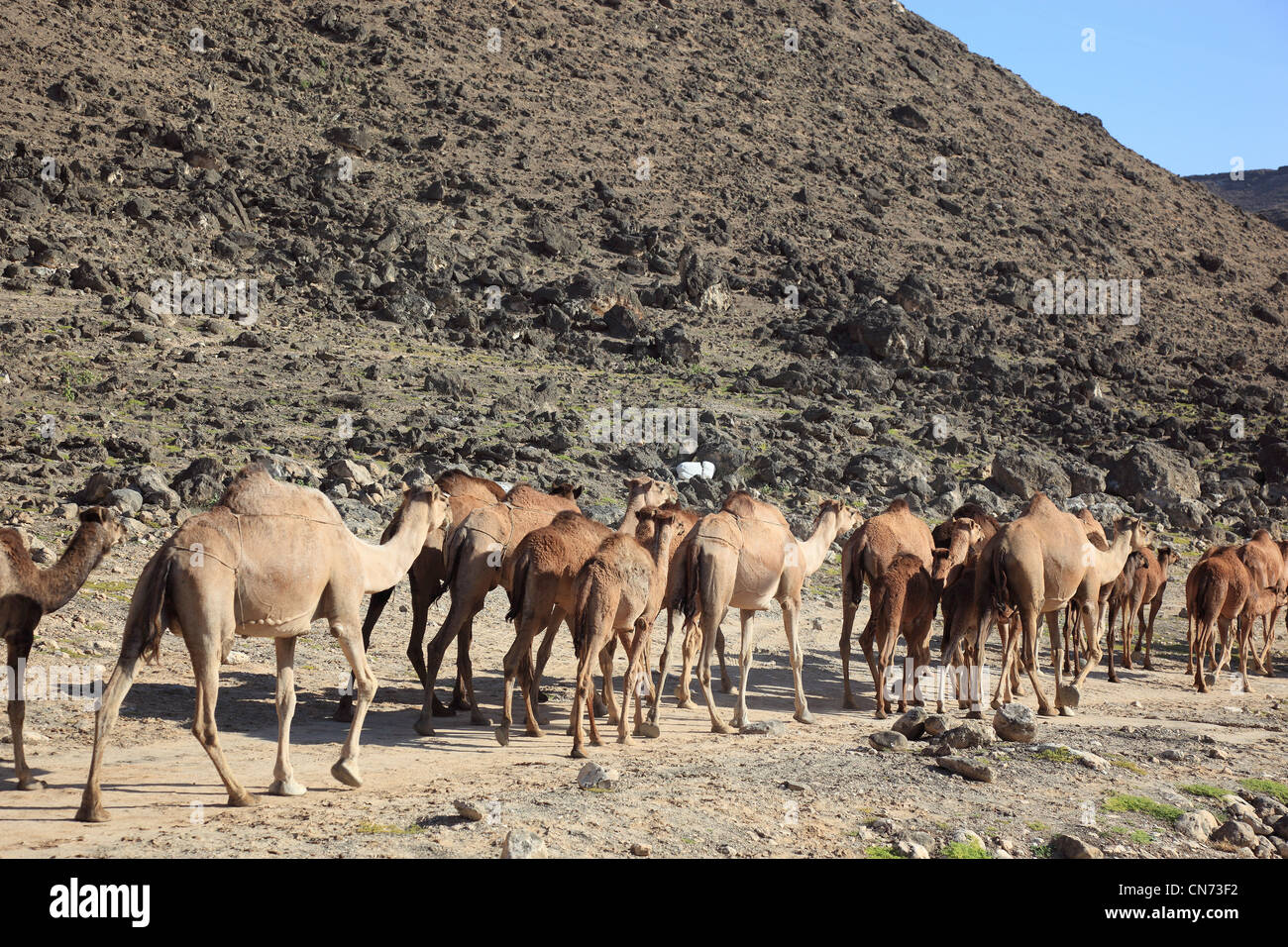 Kamelherde Dhofargebiet im, Jabal al Qamar, Südlicher Oman Foto Stock