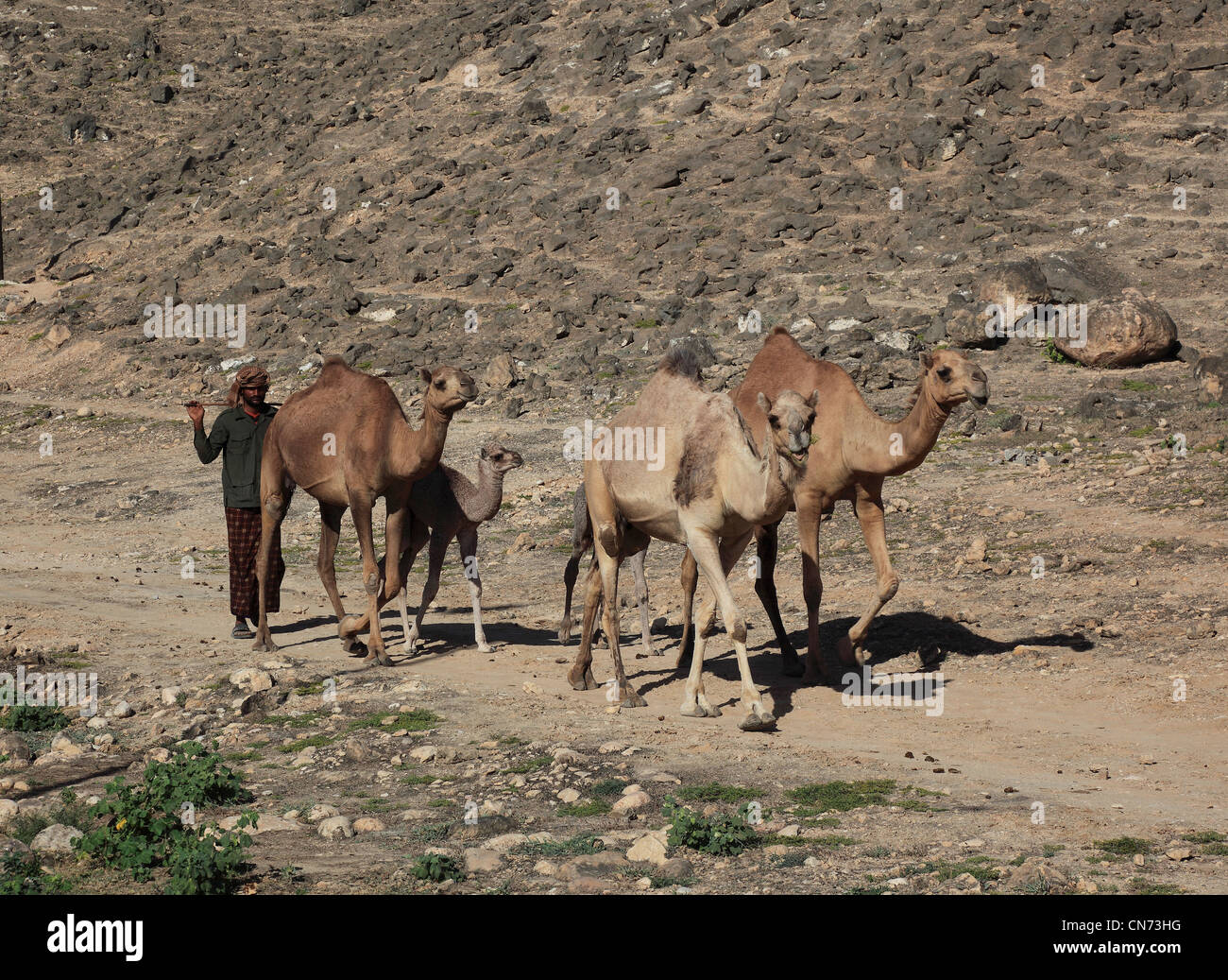 Kamelherde Dhofargebiet im, Jabal al Qamar, Südlicher Oman Foto Stock